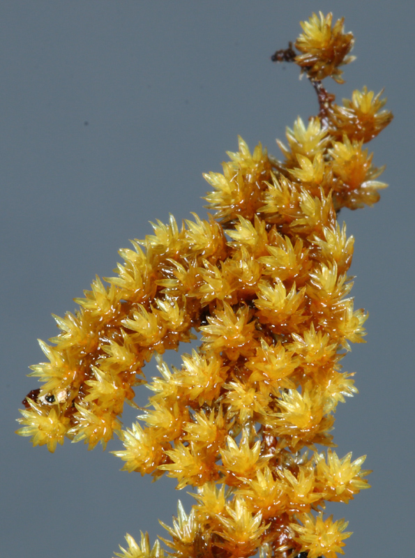 Drummondia prorepens